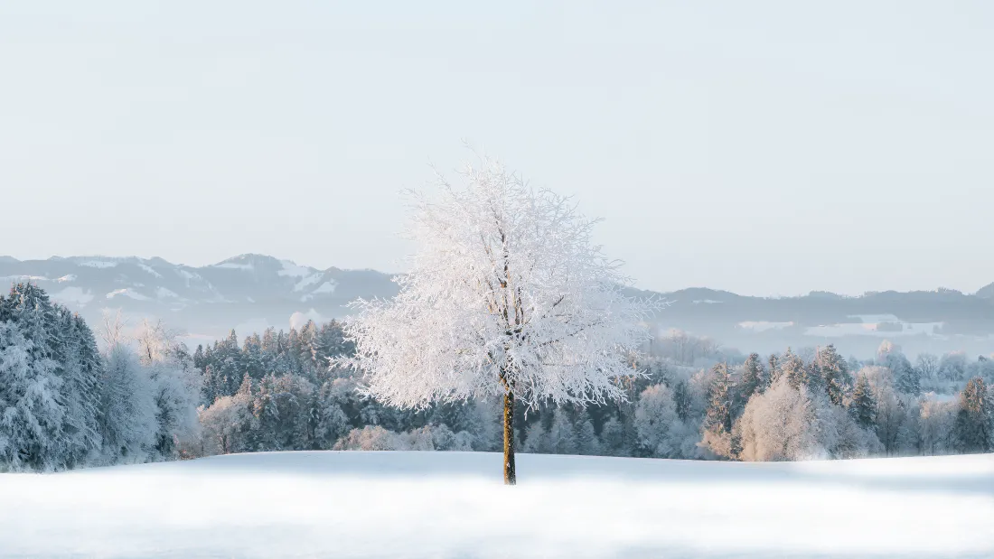 4k森林雪景壁纸｜冬日雪景背景图片 - 唯美风光「哲风壁纸」