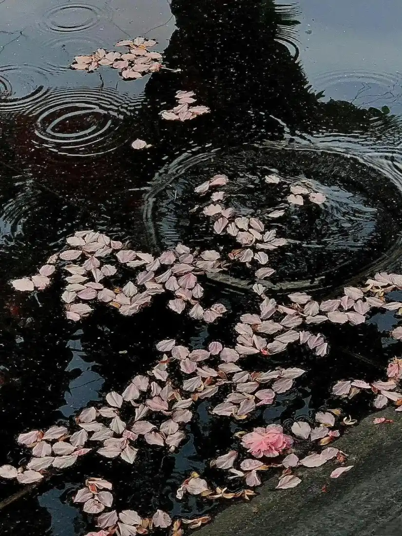 雨景手机壁纸｜落花背景图片 - 唯美雨落花景「哲风壁纸」