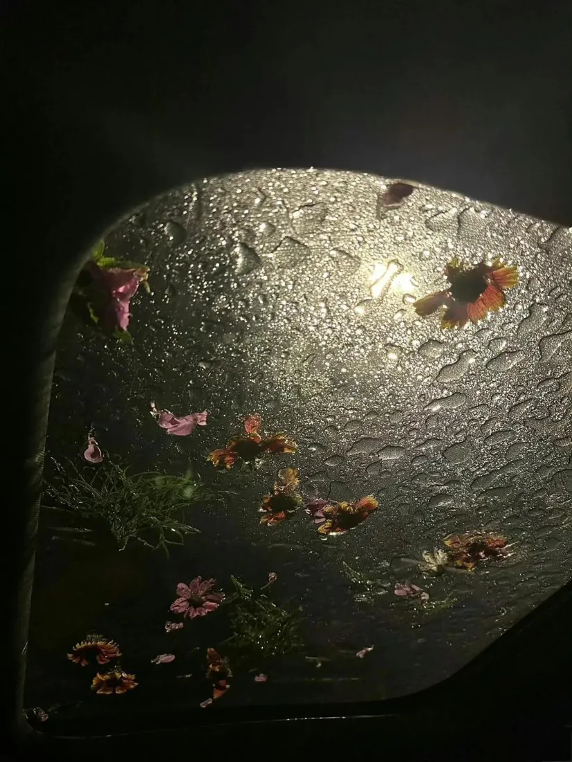 雨景花卉背景图片 - 唯美雨中花「哲风壁纸」