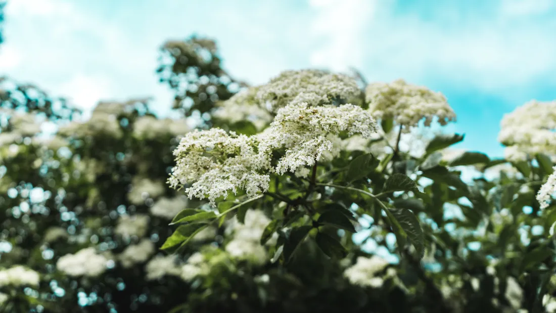 4k白花壁纸｜清新花朵背景图片 - 自然风「哲风壁纸」
