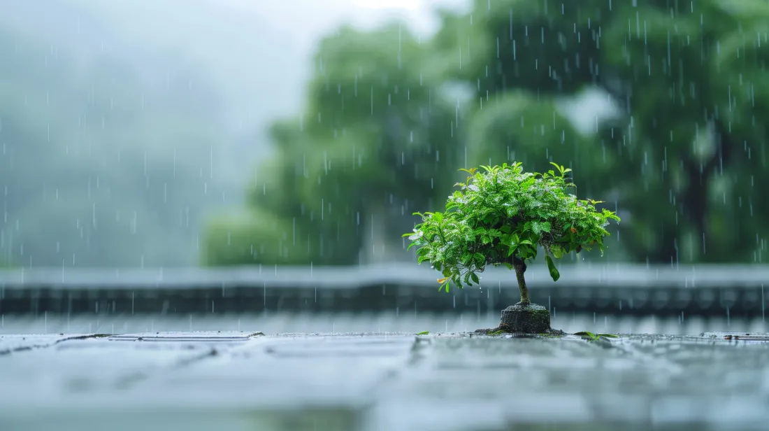6k雨景壁纸｜雨中树木背景图片 - 清新自然「哲风壁纸」