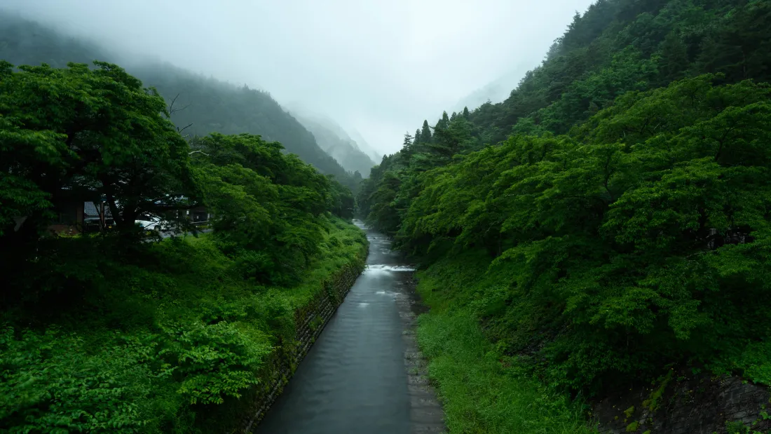 5k森林河流壁纸｜自然风景背景图片 - 清新绿意「哲风壁纸」