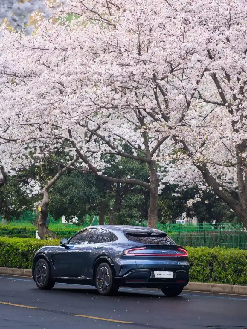 樱花背景图片｜小米SUV - 浪漫出行场景「哲风壁纸」