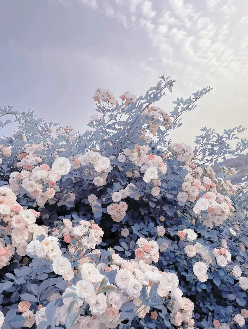 粉花手机壁纸｜云端花朵背景图 - 清新「哲风壁纸」