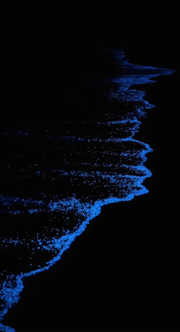 荧光海浪手机壁纸｜深蓝夜景背景图片 - 梦幻「哲风壁纸」