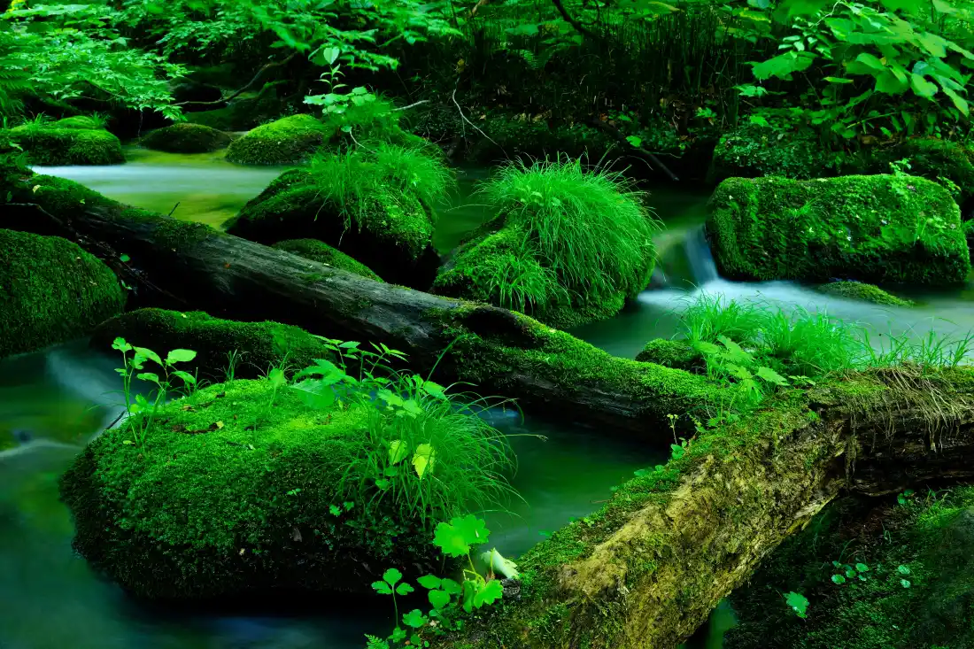 4k青苔枯木壁纸｜自然溪流背景图片 - 森林秘境「哲风壁纸」