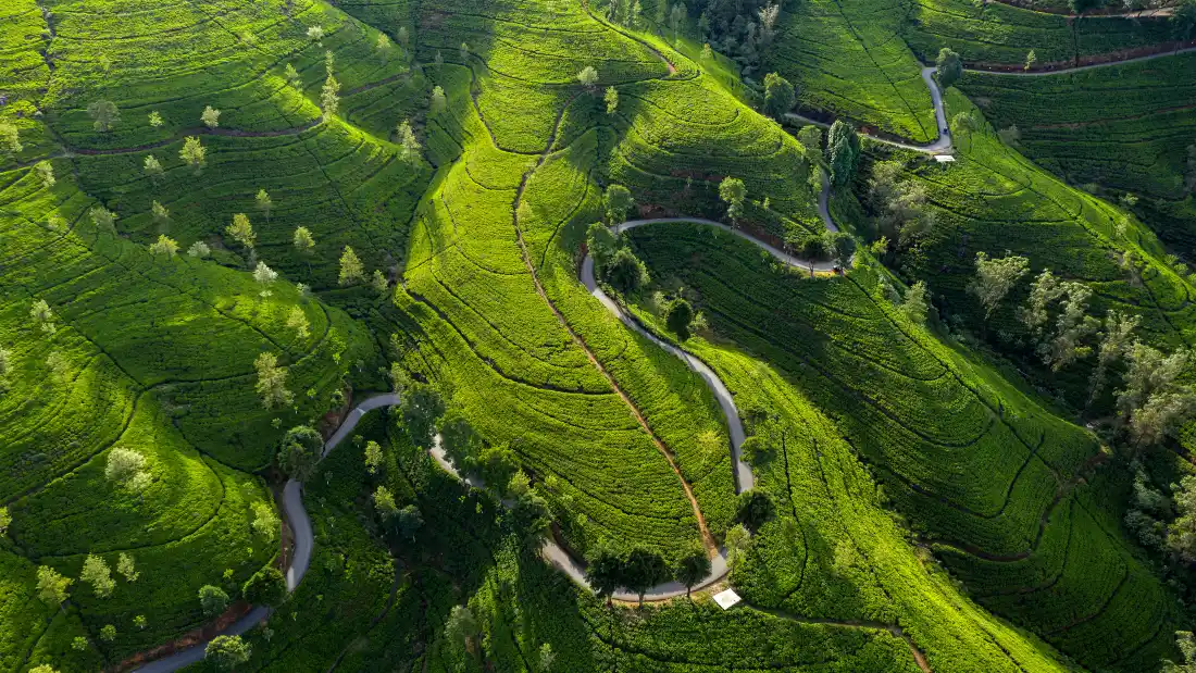 4k俯视茶园壁纸｜绿植蜿蜒背景图片 - 自然美景「哲风壁纸」