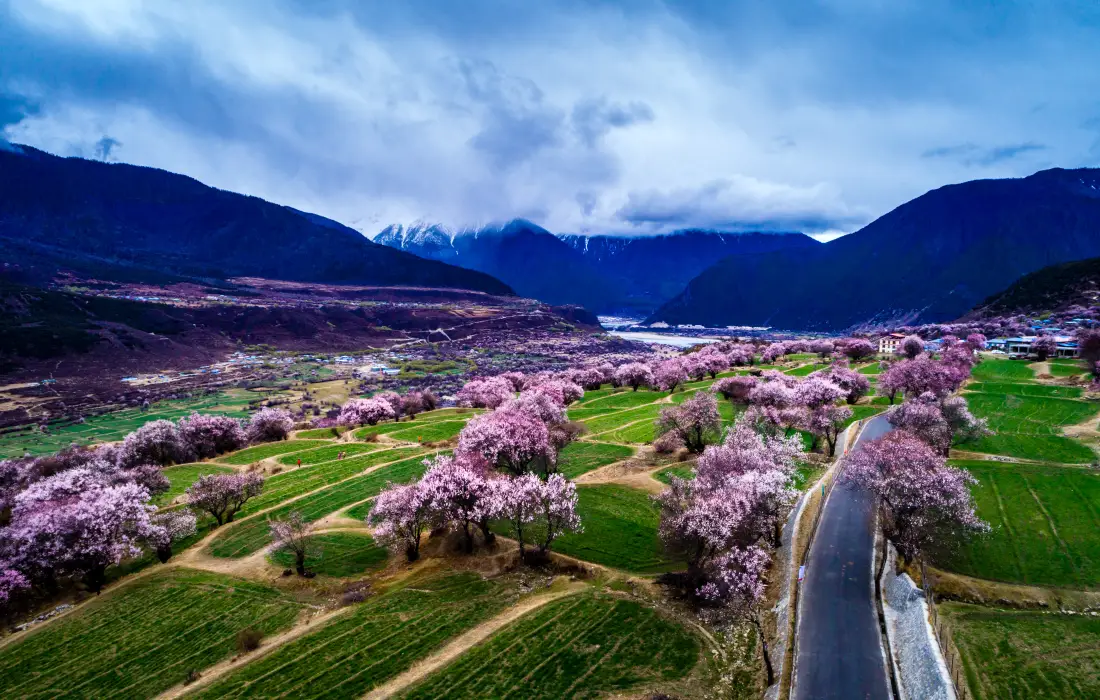 5k桃花壁纸｜林芝背景图片 - 西藏桃林风光「哲风壁纸」