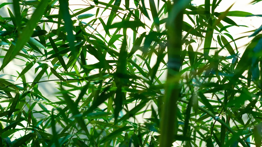 6k竹林壁纸｜护眼绿色背景 - 清新自然「哲风壁纸」