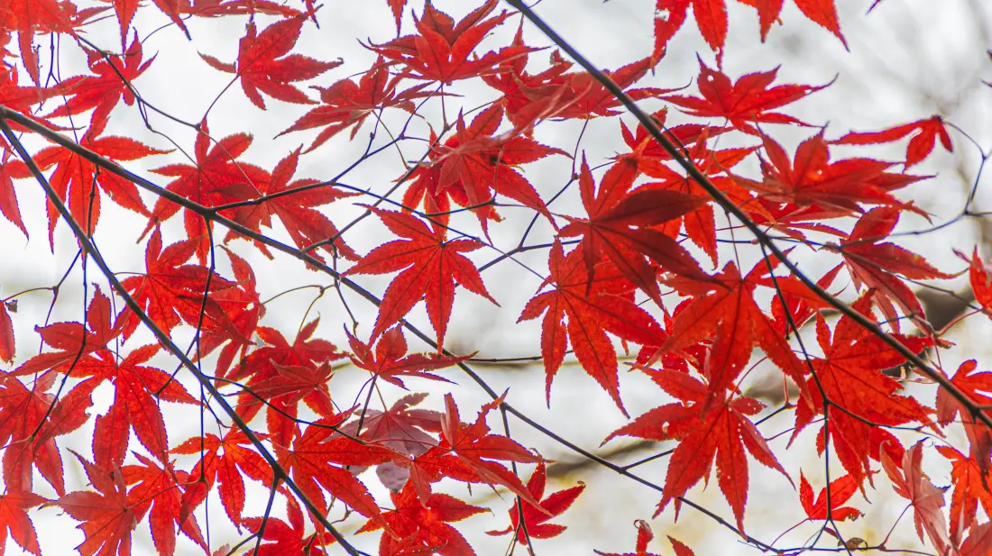6k枫叶壁纸｜秋日风景图片 - 红枫「哲风壁纸」