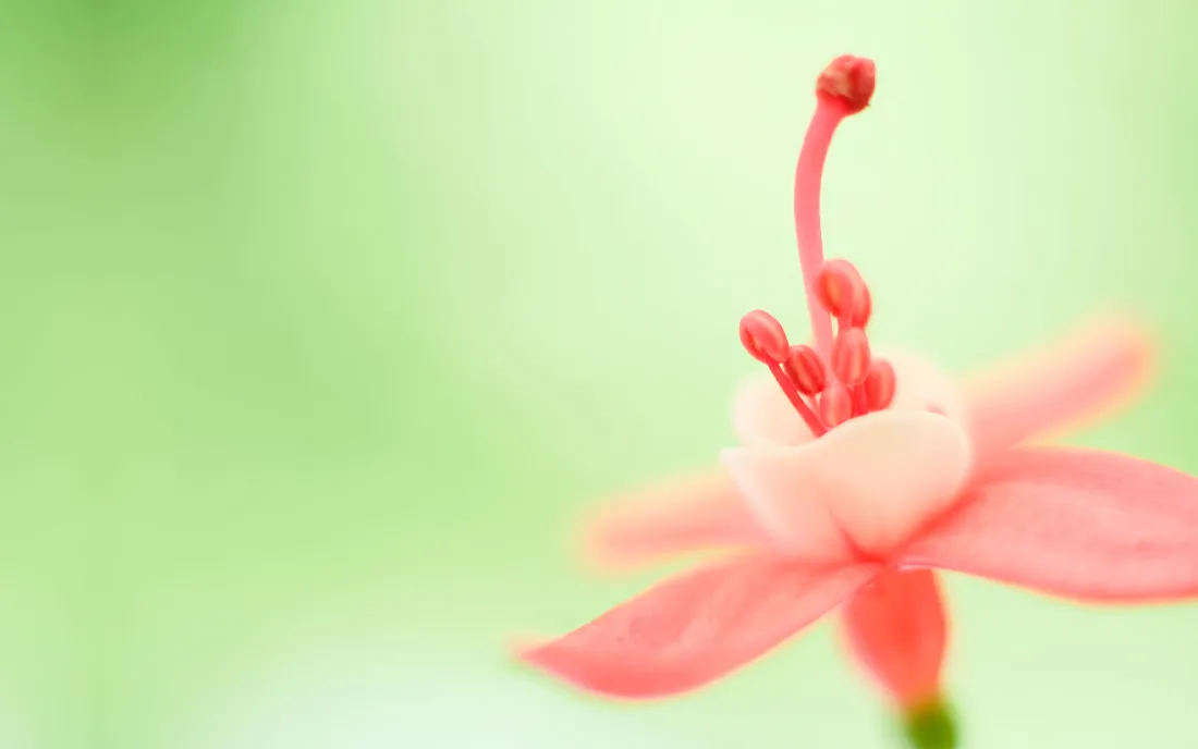 2k小花壁纸｜Windows清新背景图片 - 自然「哲风壁纸」