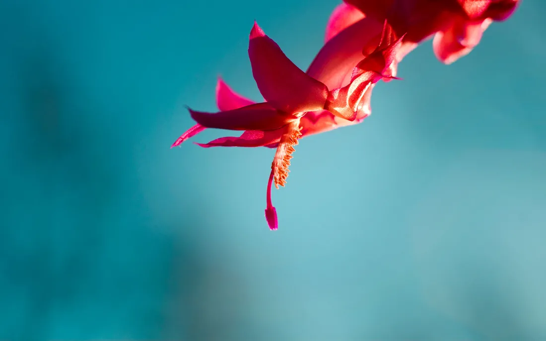 2k红花壁纸｜蓝调背景图片 - 小花特写「哲风壁纸」