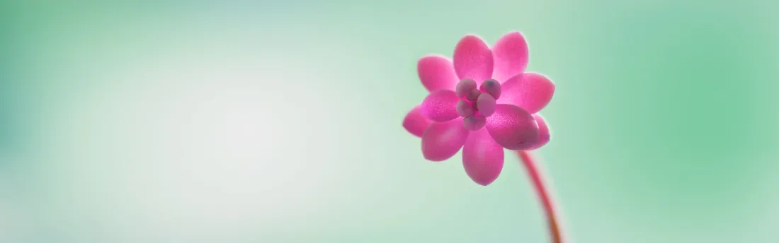 4k粉花壁纸｜清新绿背景图片 - Windows「哲风壁纸」