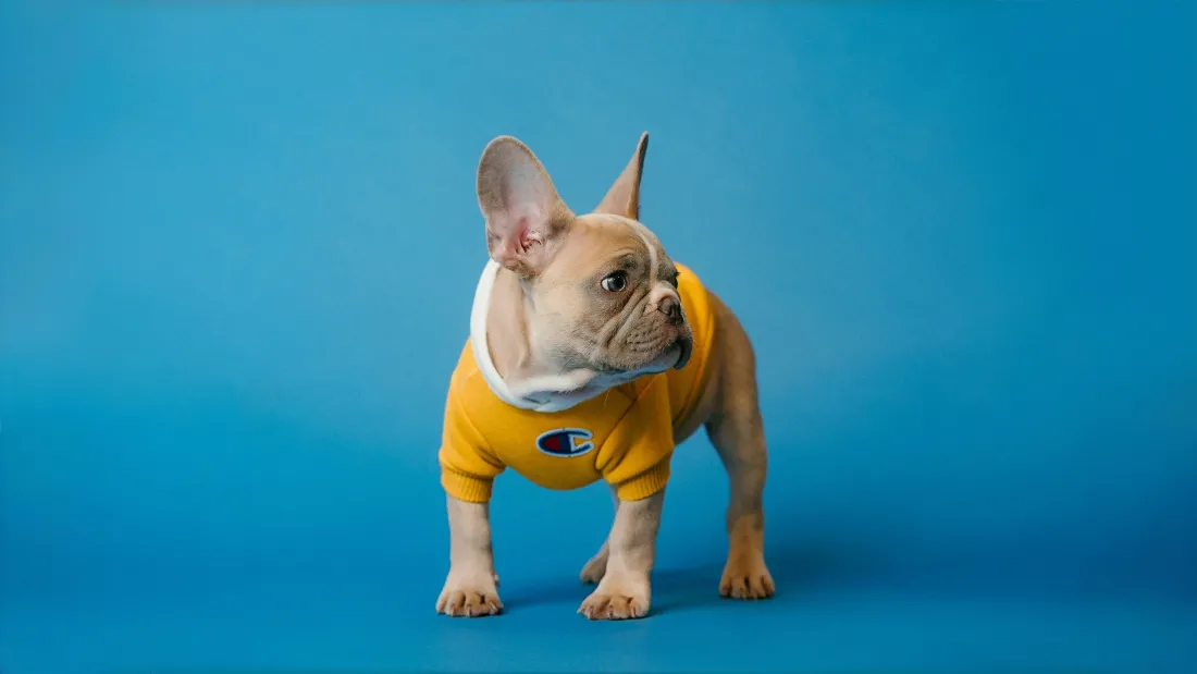 4k法斗壁纸｜蓝色背景图片 - 穿黄衣的萌犬「哲风壁纸」