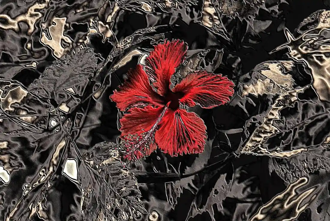 4k红色花朵壁纸｜暗黑系背景图片 - 艺术「哲风壁纸」