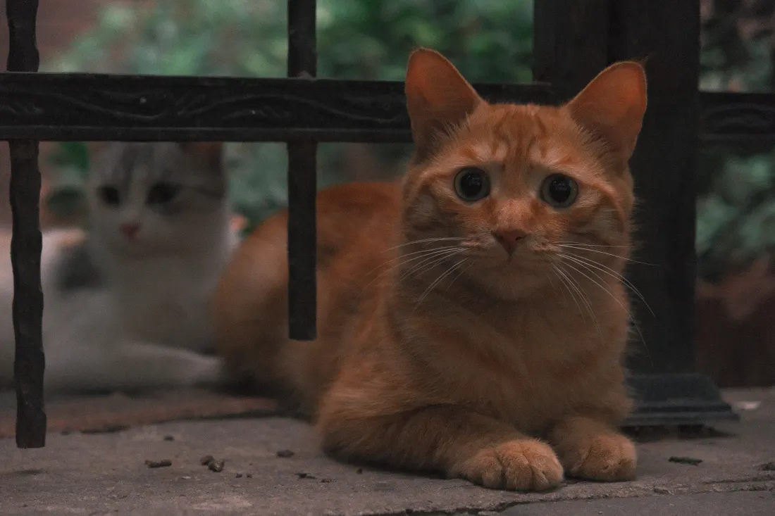 8k橘猫壁纸｜猫咪背景图片 - 可爱「哲风壁纸」