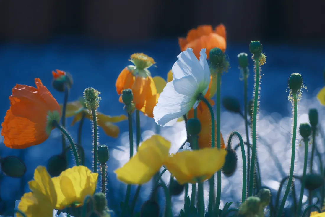 8k罂粟花壁纸｜蓝色背景 - 多彩花「哲风壁纸」