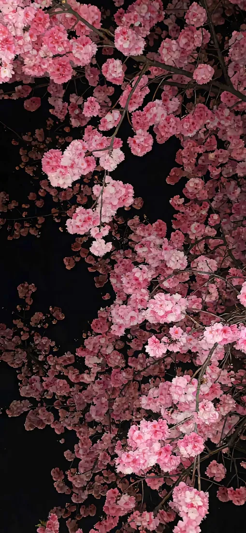 夜樱手机壁纸｜粉色背景图片 - 樱花盛开「哲风壁纸」