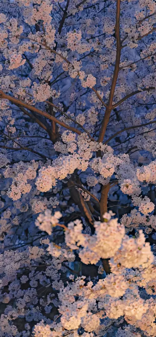 夜樱手机壁纸｜淡粉樱花背景图片 - 樱花树「哲风壁纸」