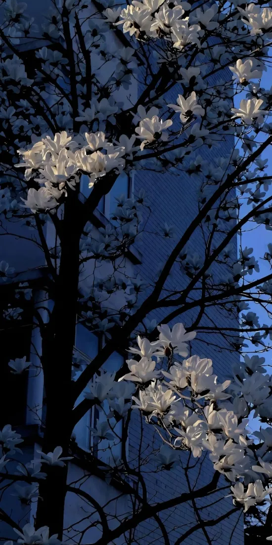 白玉兰手机壁纸｜白色花朵背景图片 - 蓝天「哲风壁纸」