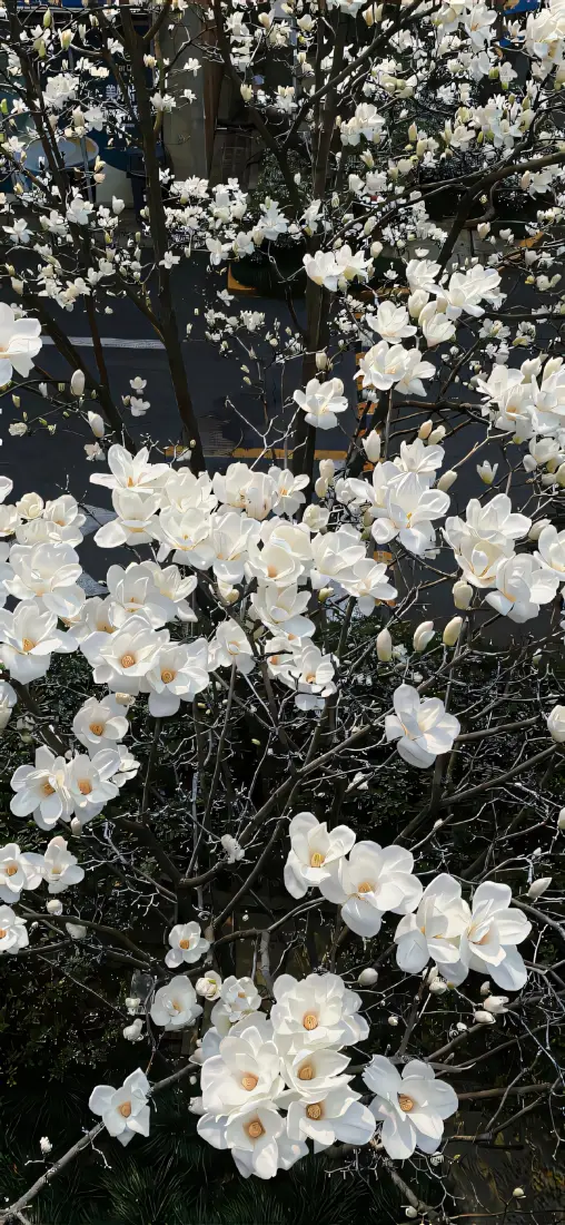 白玉兰手机壁纸｜白色花朵背景图片 - 自然景观「哲风壁纸」