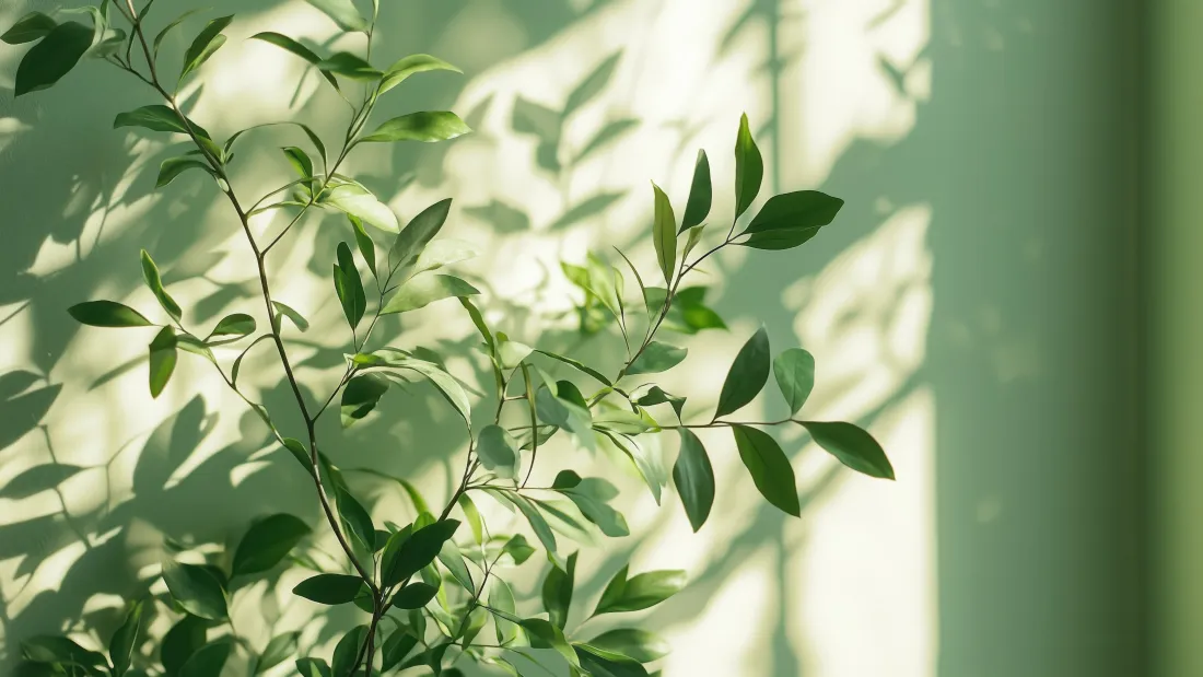 4k绿植光影壁纸｜清新背景 - 自然枝叶「哲风壁纸」
