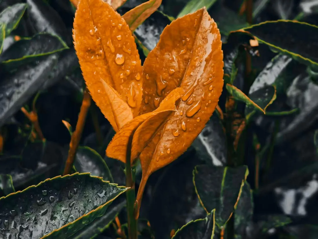 2k带雨珠的橙色叶壁纸｜深绿植物背景 - 自然「哲风壁纸」