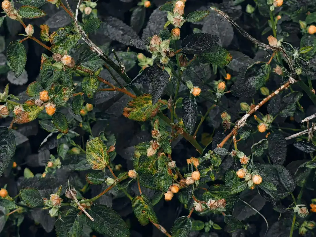 2k雨夜植物壁纸｜绿叶果实背景 - 潮湿植物「哲风壁纸」