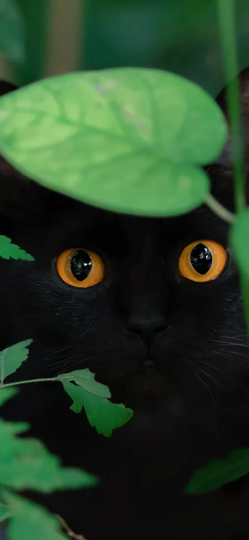 黑猫黄眼手机壁纸｜绿叶背景图片 - 猫咪「哲风壁纸」