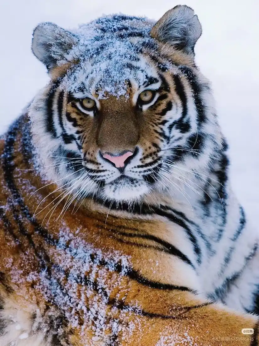 雪虎手机壁纸｜雪地背景图 - 大猫「哲风壁纸」