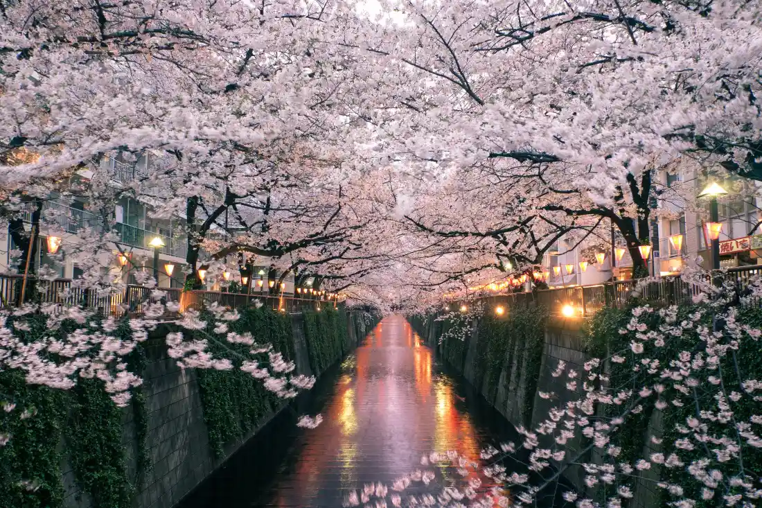 4k樱花河道壁纸｜夜景背景 - 浪漫「哲风壁纸」