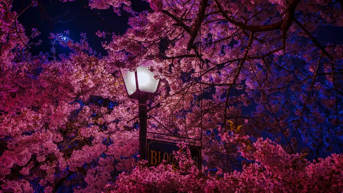 2k樱花路灯夜景壁纸｜粉色樱花背景 - 夜晚「哲风壁纸」