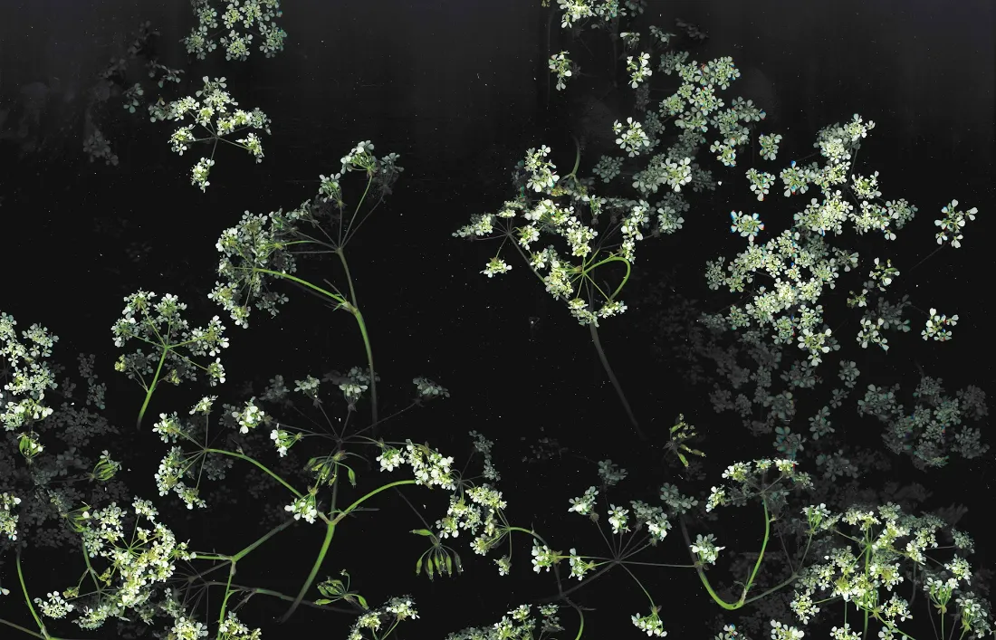 2k白色花丛壁纸｜黑色背景 - 花卉风景「哲风壁纸」