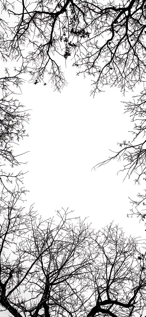 黑白树枝剪影手机壁纸｜自然枯枝背景 - 艺术枝干「哲风壁纸」