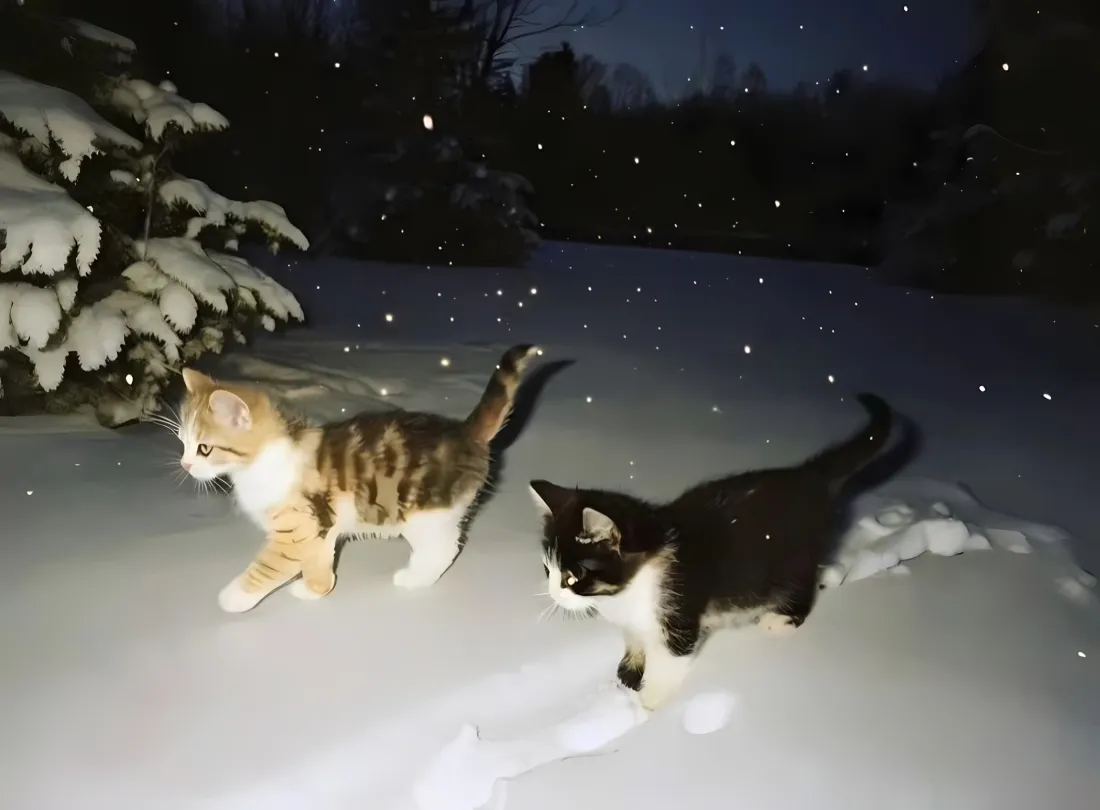 2k小奶猫雪地壁纸｜夜晚雪景 - 可爱猫咪「哲风壁纸」