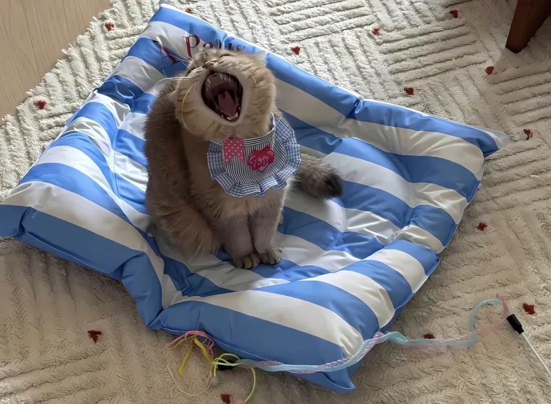 2k可爱小奶猫打哈欠壁纸｜蓝白垫 - 萌宠「哲风壁纸」