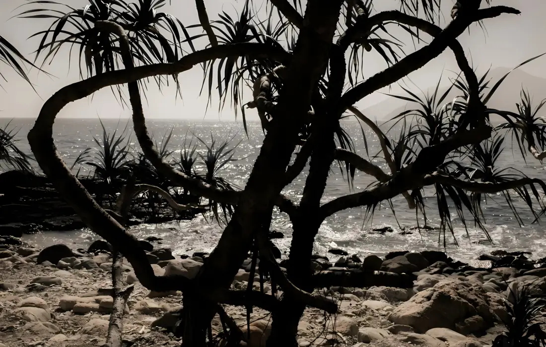 2k海边树干壁纸｜沙滩岩石背景图片 - 自然风景「哲风壁纸」