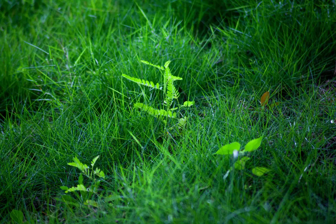 6k新绿草地壁纸｜绿色生机背景 - 清新小草「哲风壁纸」