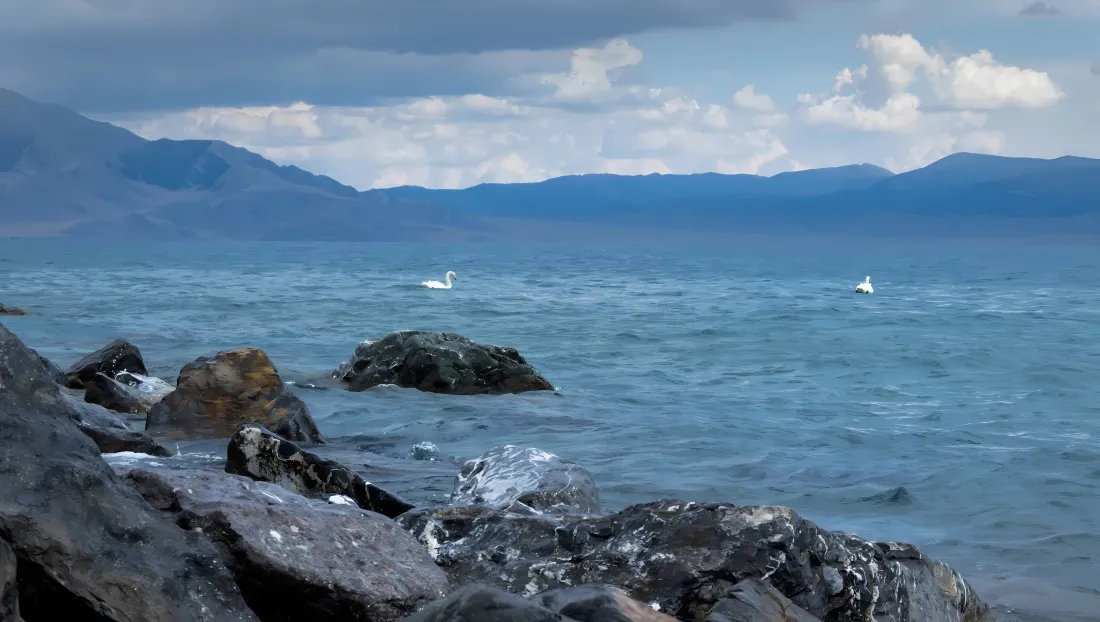 4k海边天鹅礁石壁纸｜自然风景图 - 海浪山脉「哲风壁纸」