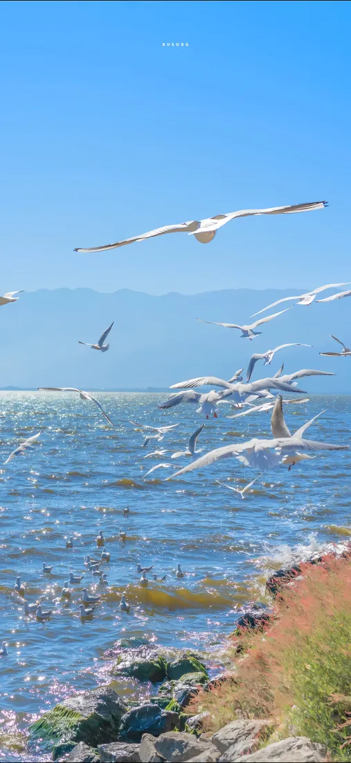 海鸥海边手机壁纸｜自然风景背景 - 蓝天海水「哲风壁纸」