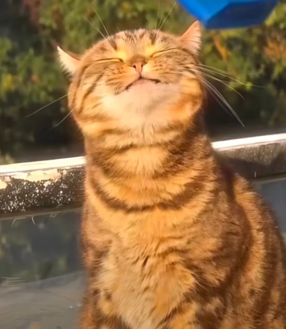 条纹猫手机壁纸｜阳光背景 - 可爱治愈微笑「哲风壁纸」