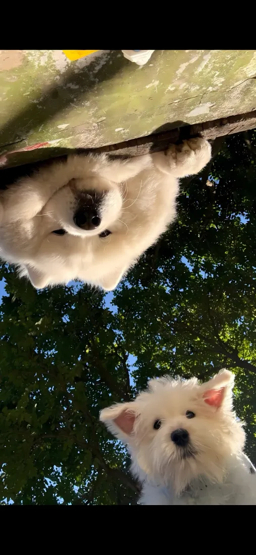 西高地萨摩耶手机壁纸｜树下背景 - 宠物狗狗「哲风壁纸」