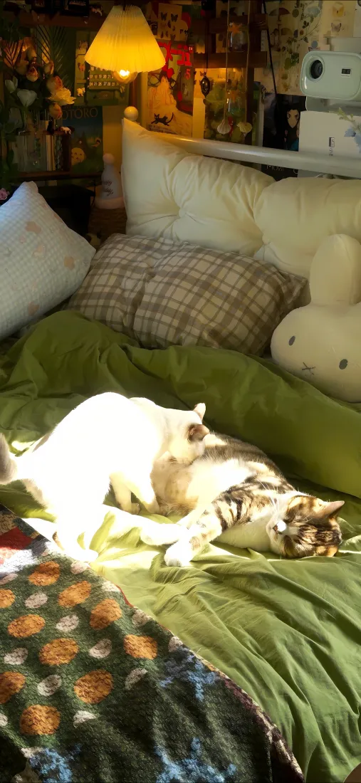 小猫床手机壁纸｜室内卧室背景 - 绿色床单枕头「哲风壁纸」