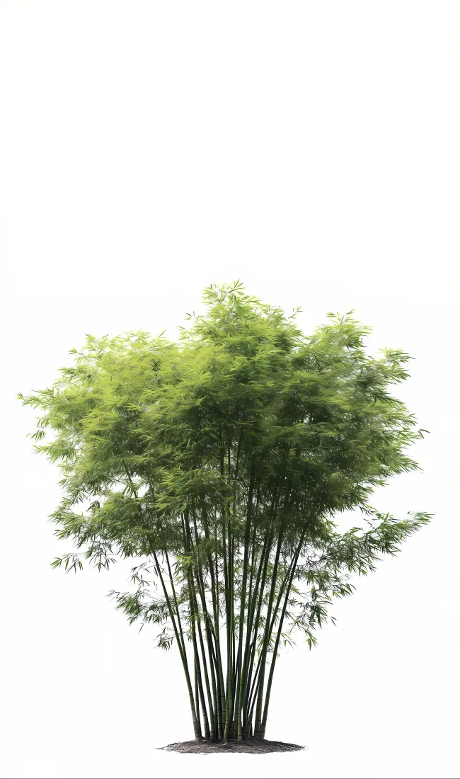 竹林手机壁纸｜简约清新背景图片 - 自然绿植「哲风壁纸」