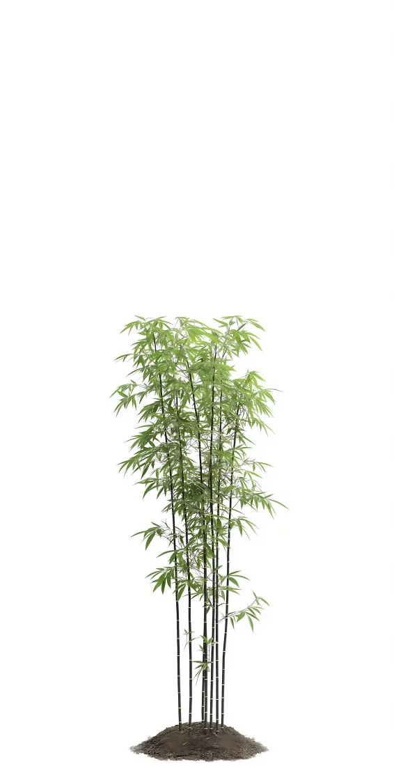 竹子手机壁纸｜简约清新背景 - 自然绿植「哲风壁纸」