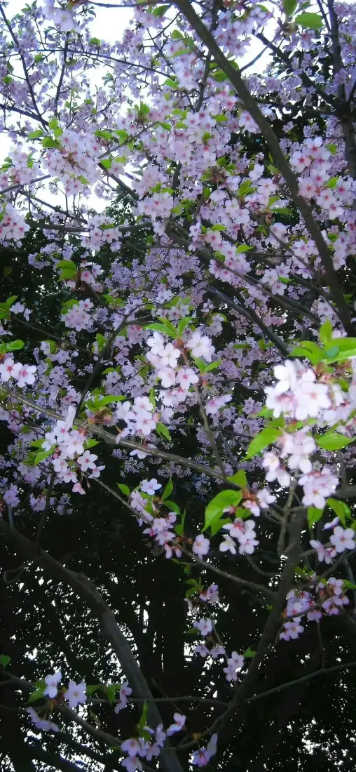 樱花树枝手机壁纸｜粉色樱花背景 - 自然风景「哲风壁纸」