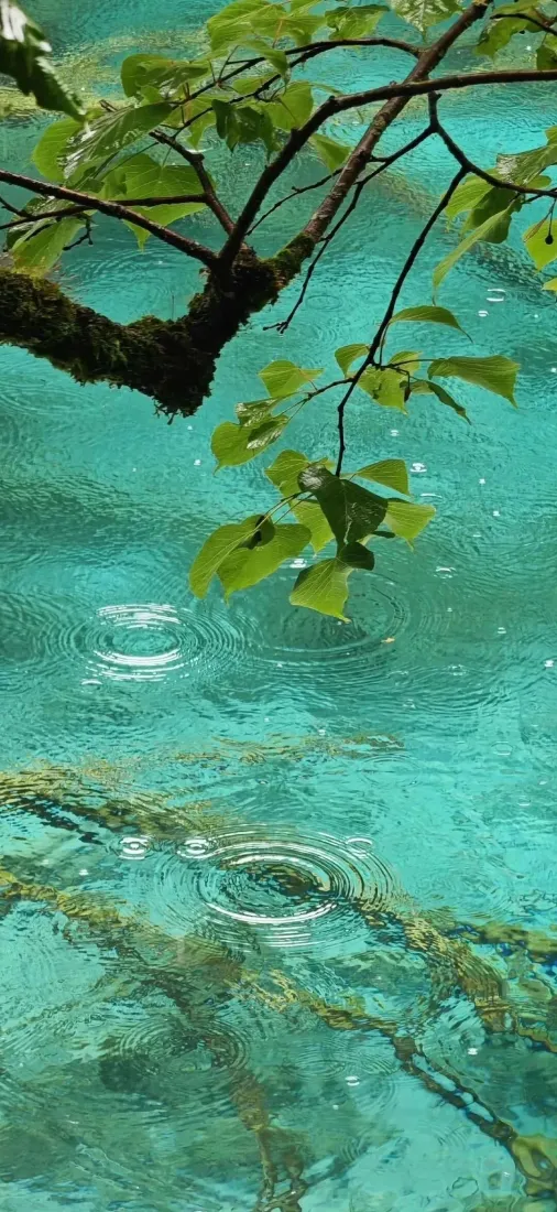 碧水树枝手机壁纸｜自然风景背景图片 - 树叶水波「哲风壁纸」