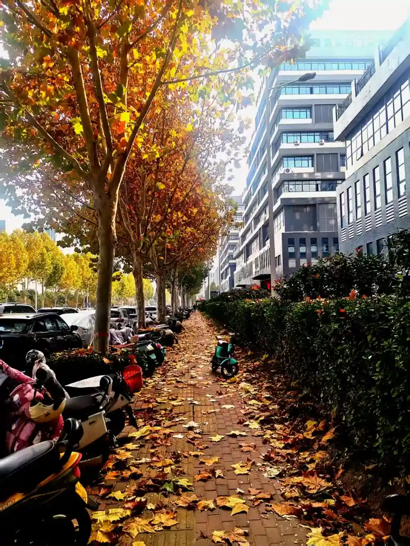 秋日街道落叶手机壁纸｜秋景背景 - 车辆建筑「哲风壁纸」