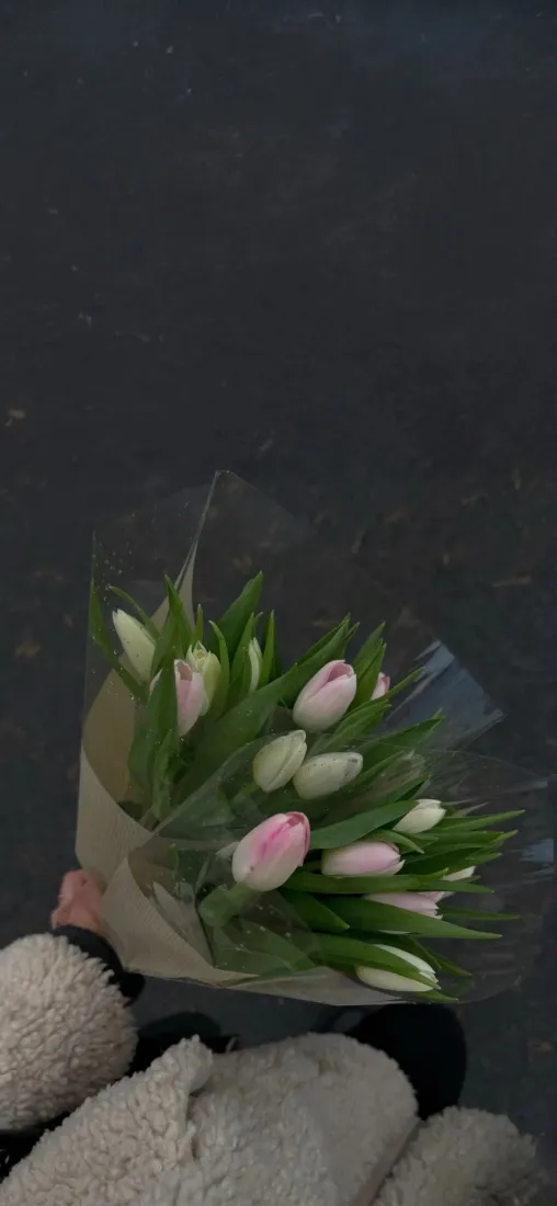 郁金香手机壁纸｜花束背景图片 - 毛绒手套「哲风壁纸」