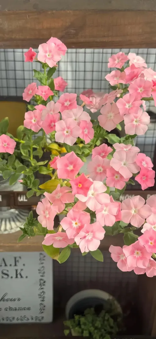 粉色花朵手机壁纸｜清新背景图片 - 绿植装饰「哲风壁纸」